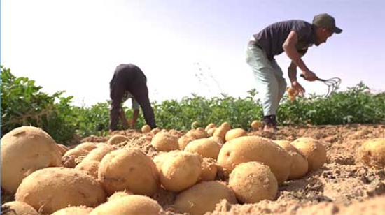 الزراعة المحلية تجني ثمار الإصلاحات الاقتصادية