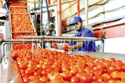 الطماطم الصّناعية.. قصّة نجاح جزائرية