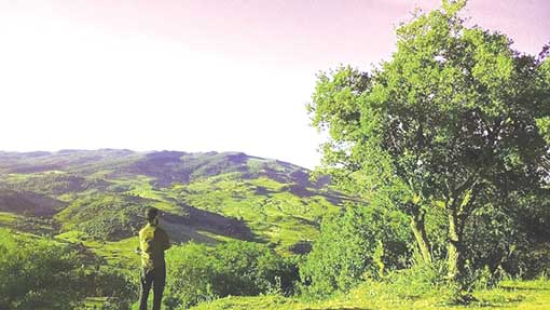 خارطـة طريـق لتسيـير الثروة الغابيـة وضمـان التـوازن البيئــي