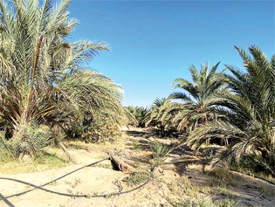 بسكرة..إعادة الاعتبار لواحاتنخيل أوماش