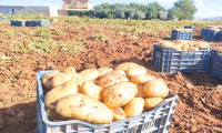 البطاطا..مضاربون يفتعلون أزمات ظرفيــة لتحقيـق أربـاح غـير مشروعـــة